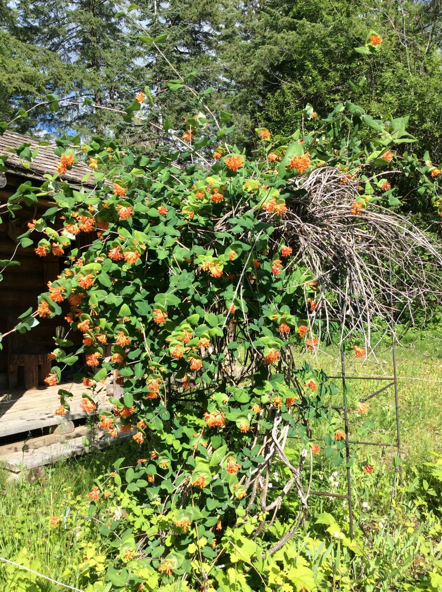 Blooming wild Honeysuckle in front of cabin