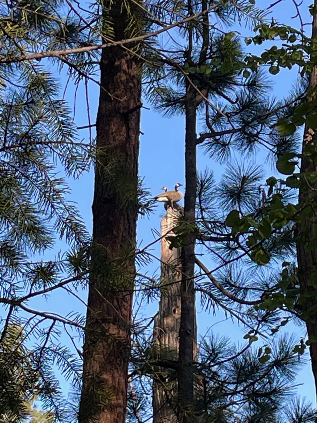 Pair of Canada Geese on a snag by the river.
